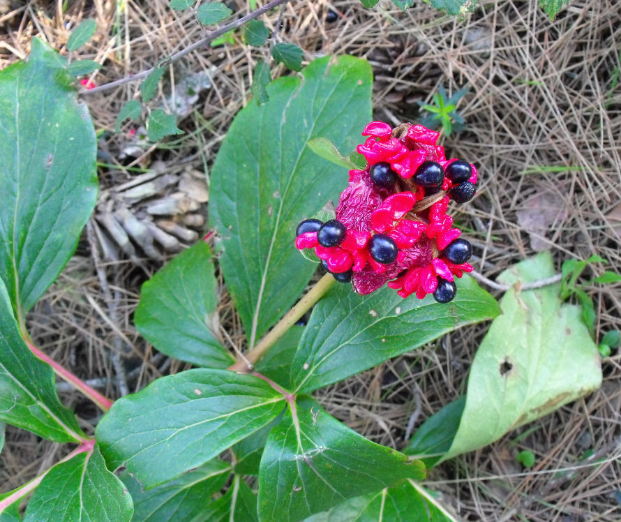 Paeonia mascula / Peonia maschio